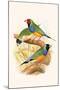 Gouldian Finch, Black Headed and Red Headed-F.w. Frohawk-Mounted Art Print