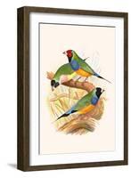 Gouldian Finch, Black Headed and Red Headed-F.w. Frohawk-Framed Art Print