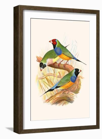 Gouldian Finch, Black Headed and Red Headed-F.w. Frohawk-Framed Art Print