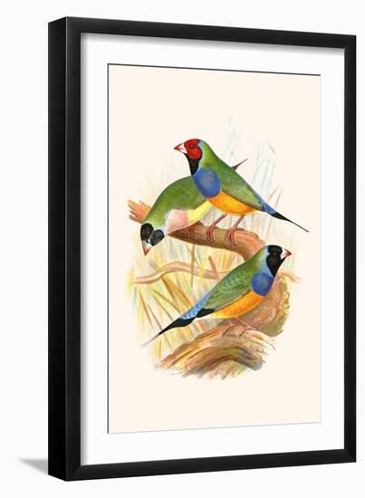 Gouldian Finch, Black Headed and Red Headed-F.w. Frohawk-Framed Art Print