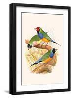 Gouldian Finch, Black Headed and Red Headed-F.w. Frohawk-Framed Art Print