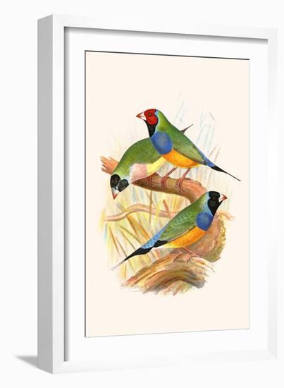 Gouldian Finch, Black Headed and Red Headed-F.w. Frohawk-Framed Art Print