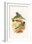 Gouldian Finch, Black Headed and Red Headed-F.w. Frohawk-Framed Art Print