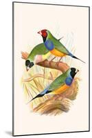 Gouldian Finch, Black Headed and Red Headed-F.w. Frohawk-Mounted Art Print