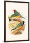 Gouldian Finch, Black Headed and Red Headed-F.w. Frohawk-Framed Art Print