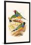 Gouldian Finch, Black Headed and Red Headed-F.w. Frohawk-Framed Art Print