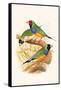 Gouldian Finch, Black Headed and Red Headed-F.w. Frohawk-Framed Stretched Canvas