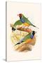 Gouldian Finch, Black Headed and Red Headed-F.w. Frohawk-Stretched Canvas