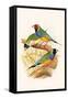 Gouldian Finch, Black Headed and Red Headed-F.w. Frohawk-Framed Stretched Canvas