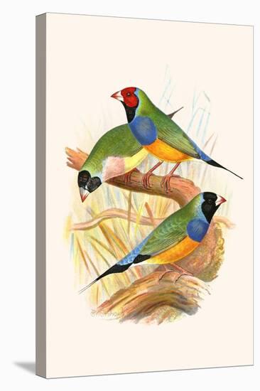 Gouldian Finch, Black Headed and Red Headed-F.w. Frohawk-Stretched Canvas