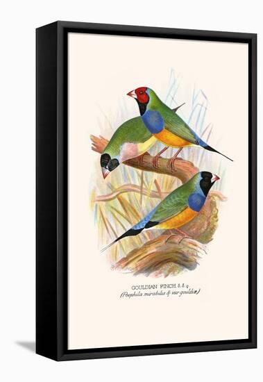 Gouldian Finch, Black Headed and Red Headed-F.w. Frohawk-Framed Stretched Canvas