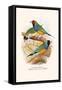 Gouldian Finch, Black Headed and Red Headed-F.w. Frohawk-Framed Stretched Canvas