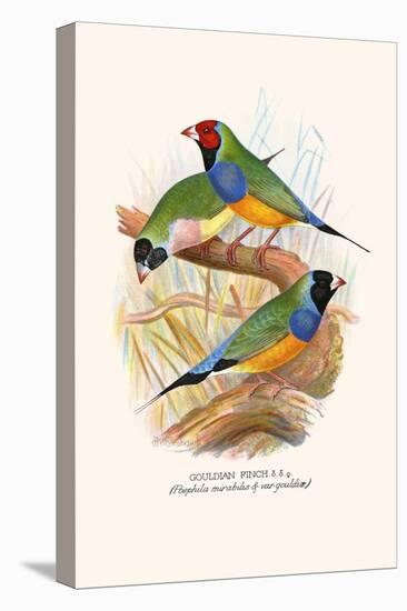 Gouldian Finch, Black Headed and Red Headed-F.w. Frohawk-Stretched Canvas