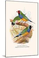 Gouldian Finch, Black Headed and Red Headed-F.w. Frohawk-Mounted Art Print