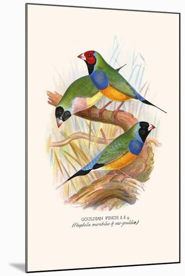 Gouldian Finch, Black Headed and Red Headed-F.w. Frohawk-Mounted Art Print