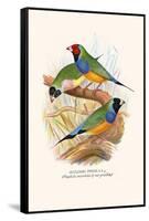 Gouldian Finch, Black Headed and Red Headed-F.w. Frohawk-Framed Stretched Canvas