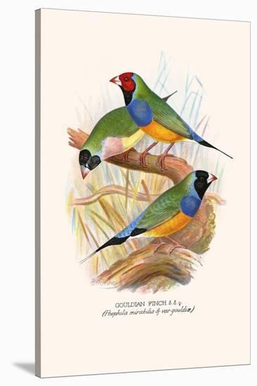 Gouldian Finch, Black Headed and Red Headed-F.w. Frohawk-Stretched Canvas