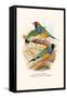 Gouldian Finch, Black Headed and Red Headed-F.w. Frohawk-Framed Stretched Canvas