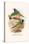 Gouldian Finch, Black Headed and Red Headed-F.w. Frohawk-Stretched Canvas