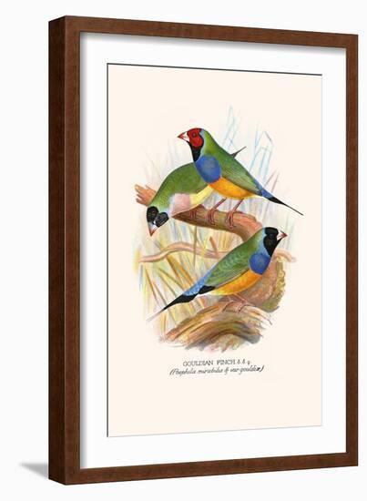 Gouldian Finch, Black Headed and Red Headed-F.w. Frohawk-Framed Art Print