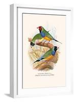 Gouldian Finch, Black Headed and Red Headed-F.w. Frohawk-Framed Art Print