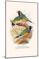 Gouldian Finch, Black Headed and Red Headed-F.w. Frohawk-Mounted Art Print