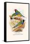 Gouldian Finch, Black Headed and Red Headed-F.w. Frohawk-Framed Stretched Canvas