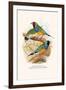 Gouldian Finch, Black Headed and Red Headed-F.w. Frohawk-Framed Art Print