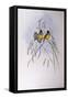 Gouldian Finch (Chloebia or Erythrura Gouldiae)-John Gould-Framed Stretched Canvas