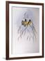 Gouldian Finch (Chloebia or Erythrura Gouldiae)-John Gould-Framed Giclee Print
