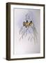 Gouldian Finch (Chloebia or Erythrura Gouldiae)-John Gould-Framed Giclee Print