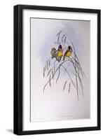 Gouldian Finch (Chloebia or Erythrura Gouldiae)-John Gould-Framed Giclee Print