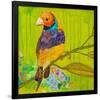 Gouldian Finch-null-Framed Premium Giclee Print