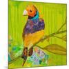 Gouldian Finch-null-Mounted Premium Giclee Print