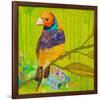 Gouldian Finch-null-Framed Premium Giclee Print