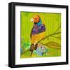 Gouldian Finch-null-Framed Art Print