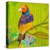 Gouldian Finch-null-Stretched Canvas