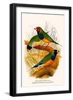 Gouldian Finch-F.w. Frohawk-Framed Art Print