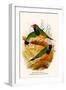 Gouldian Finch-F.w. Frohawk-Framed Art Print