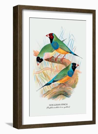 Gouldian Finch-Arthur G. Butler-Framed Art Print