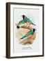 Gouldian Finch-Arthur G. Butler-Framed Art Print
