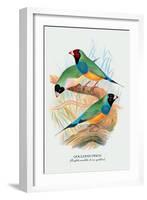 Gouldian Finch-Arthur G. Butler-Framed Art Print