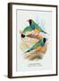 Gouldian Finch-Arthur G. Butler-Framed Art Print