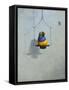 Gouldian Finch-Michael Jackson-Framed Stretched Canvas