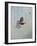 Gouldian Finch-Michael Jackson-Framed Giclee Print