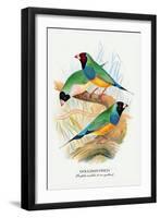 Gouldian Finch-Arthur G. Butler-Framed Art Print