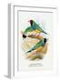 Gouldian Finch-Arthur G. Butler-Framed Art Print