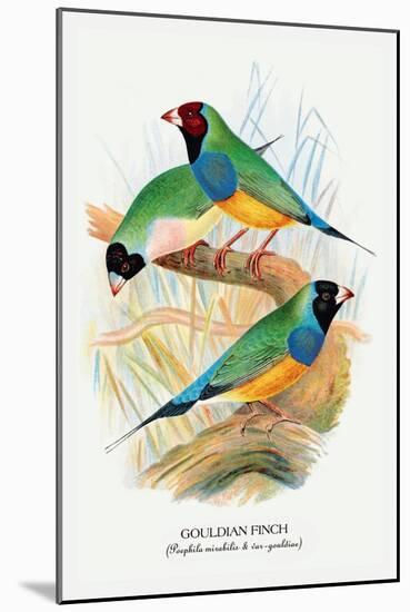 Gouldian Finch-Arthur G. Butler-Mounted Art Print