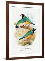 Gouldian Finch-Arthur G. Butler-Framed Art Print