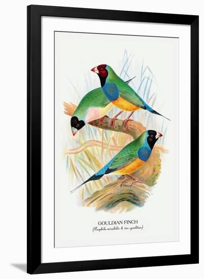 Gouldian Finch-Arthur G. Butler-Framed Art Print